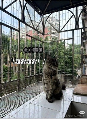 飘窗猫网安装案例